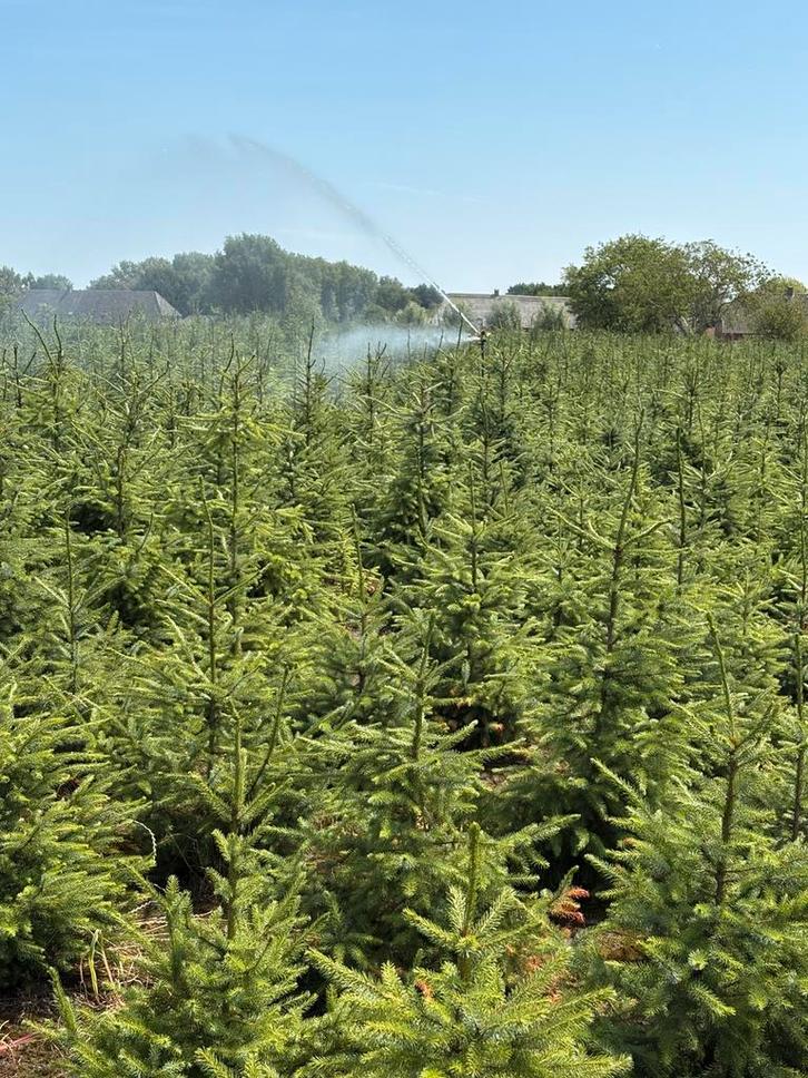 KERSTBOMEN Boxtel ,Liempde,Esch,Oisterwijk,Haaren,Oisterwijk, Diversen, Kerst, Ophalen