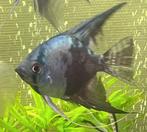 3 Maanvissen te koop, Dieren en Toebehoren, Vissen | Aquariumvissen, Vis