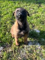 Nog 2 Mechelse x hollandse herder pups 🐶, Parvo, 8 tot 15 weken, Meerdere, Meerdere dieren