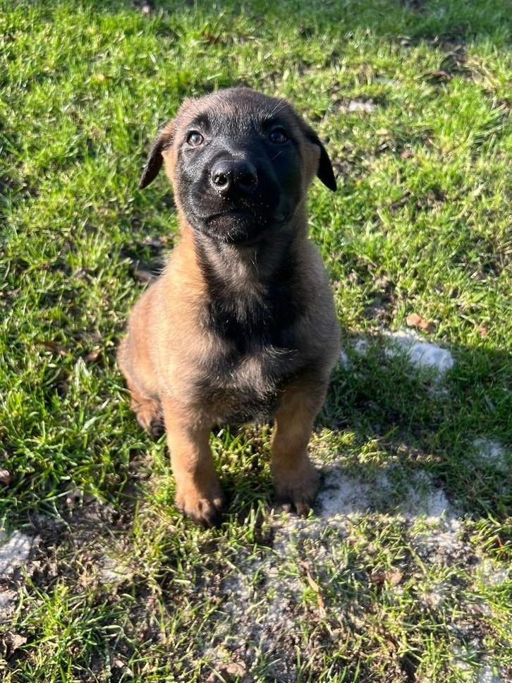 Nog 2 Mechelse x hollandse herder pups 🐶, Dieren en Toebehoren, Honden | Herdershonden en Veedrijvers, Meerdere dieren, Herder