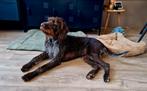 Reu 3 jaar, Dieren en Toebehoren, Duitse Staande hond, Reu, Eén hond, 3 tot 5 jaar