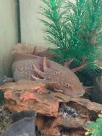 Axolotl koper, Dieren en Toebehoren, Vissen | Aquariumvissen