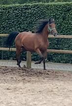 Chique zeer goed bewegende grote d-pony merrie, Dieren en Toebehoren, Pony's, Merrie, Gechipt, Springpony, 3 tot 6 jaar