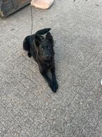 Mooie mechelse herder pup, Dieren en Toebehoren, Rabiës (hondsdolheid), 15 weken tot 1 jaar, Reu, Groot