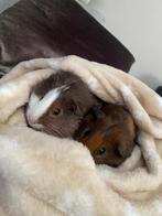 Cavia beertjes, Dieren en Toebehoren, Cavia, Mannelijk, Mei, Tam