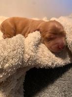 Cockapoo pup, Reu, CDV (hondenziekte), 8 tot 15 weken, Eén hond