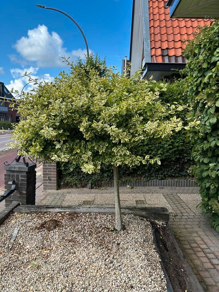 Kardinaalsmuts Euonymus op Stam, Tuin en Terras, Planten | Bomen, Bolboom, 100 tot 250 cm, Volle zon, Bloeit niet, Ophalen