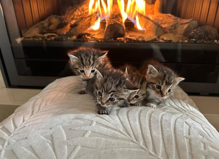 Muzikale kittens! (met prachtige tekening), Dieren en Toebehoren, Katten en Kittens | Overige Katten