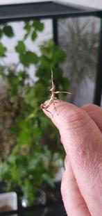 extatosoma tiaratum nimfen, Wandelende tak