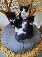 4 kittens -- zwart/wit -- felix poesjes, Dieren en Toebehoren, Kater, Kortharig, 0 tot 2 jaar