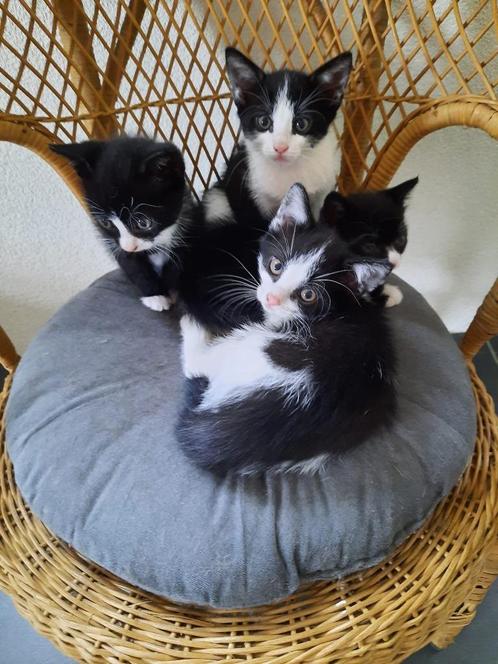 4 kittens -- zwart/wit -- felix poesjes, Dieren en Toebehoren, Katten en Kittens | Overige Katten, Kortharig, Kater, 0 tot 2 jaar