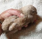 Japanse kwartels, Dieren en Toebehoren, Pluimvee, Meerdere dieren, Overige soorten
