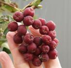 Vrucht lijsterbes (Sorbus aucuparia diverse variëteiten), Tuin en Terras, Planten | Bomen, Ophalen of Verzenden, Volle zon, Overige soorten