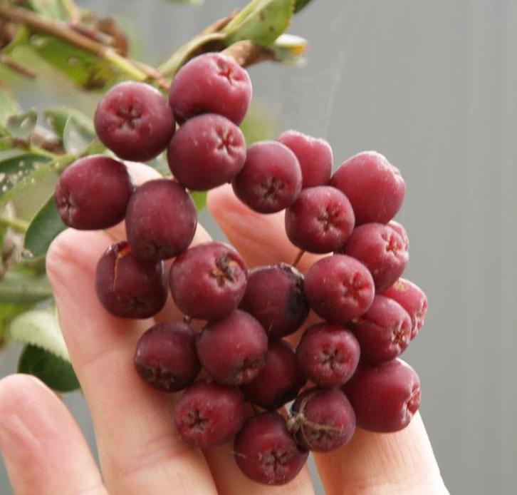 Vrucht lijsterbes (Sorbus aucuparia diverse variëteiten), Tuin en Terras, Planten | Bomen, Overige soorten, Minder dan 100 cm
