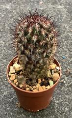 Cactus, Mammillaria, Huis en Inrichting, Kamerplanten, Ophalen of Verzenden, Cactus, Volle zon, Minder dan 100 cm