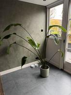 Kamerplant met of zonder pot, Huis en Inrichting, Kamerplanten, Ophalen, Halfschaduw, In pot, 150 tot 200 cm