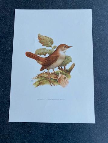 10 oude prenten zangvogels 19x27 cm samen 20 euro oa tapuit beschikbaar voor biedingen