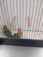 2 jonge collies, Dieren en Toebehoren, Meerdere dieren, Parkiet, Tam