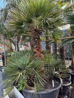 Chamaerops Humilis XXL, Ophalen of Verzenden, 100 tot 250 cm, Zomer, Palmboom