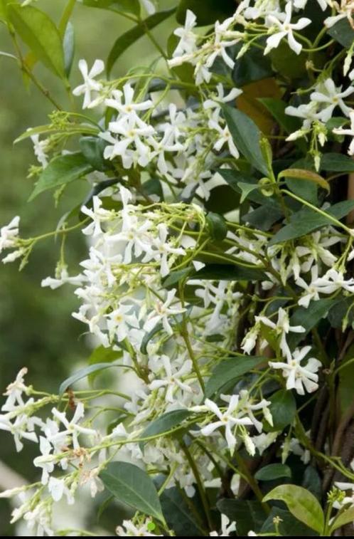 Toscaanse Jasmijn 80/90 9,95 pst 5 st voor €40,00, Tuin en Terras, Planten | Struiken en Hagen, Struik, Overige soorten, Minder dan 100 cm