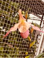 Zeldzame Praghmipedium calurum Orchidee met scheuten, Huis en Inrichting, Kamerplanten, Ophalen, Halfschaduw, Minder dan 100 cm