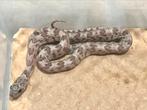 Shatter cornsnakes, Slang, 0 tot 2 jaar