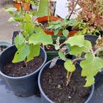 Verschillende peper en aubergine planten, Tuin en Terras, Planten | Tuinplanten, Ophalen, Overige soorten, Volle zon