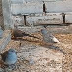Mooie koppels diamantduifjes, Dieren en Toebehoren, Vogels | Duiven, Meerdere dieren, Overige soorten
