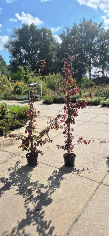 Parrotia persica ‘Vanessa’ – Perzisch ijzerhout beschikbaar voor biedingen