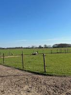 Plek beschikbaar voor koudbloed ruin/hengst op PP aan huis, Dieren en Toebehoren, Stalling en Weidegang, Weidegang, 1 paard of pony