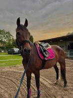 Bijrijder gezocht, bijrijpaard aangeboden, Dieren en Toebehoren, Paarden en Pony's | Overige Paardenspullen, Ophalen