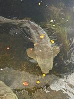 Spiegelkarpers 2 stuks, Karper of Koi