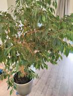 Ficus benjamin met pot 175 cm hoog, Huis en Inrichting, Kamerplanten, Ophalen, Ficus, Halfschaduw, In pot