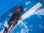 Koi karper ., Dieren en Toebehoren, Vissen | Vijvervissen, Karper of Koi