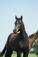 2 Toekomstige Sport/Kinderponys te koop, Dieren en Toebehoren, Paarden, Merrie, Minder dan 160 cm, 0 tot 2 jaar, Onbeleerd
