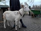 Witte melkgeit bok CL en CAE vrij, Dieren en Toebehoren, Mannelijk, 0 tot 2 jaar, Geit