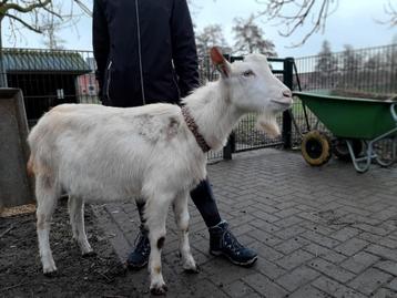 Witte melkgeit bok CL en CAE vrij 