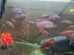 Red acaras juweel cichliden, Dieren en Toebehoren, Vis