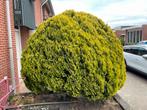 Mooie Grote Cipres Boom, Ophalen, Volle zon, Overige soorten