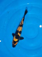 koi zeer mooie ki utsuri 30 cm, Dieren en Toebehoren, Vissen | Vijvervissen, Karper of Koi