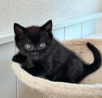 kitten katertje zwart, 0 tot 2 jaar, Kater, Ontwormd