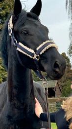 Talentvolle 4 jarige zwarte merrie met allround kwaliteiten!, Dieren en Toebehoren, Paarden, Merrie, B, Gechipt, Dressuurpaard