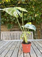 Alocasia Frydek Variegata.   b, Ophalen of Verzenden, Overige soorten, Minder dan 100 cm