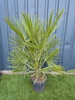 Palm, Chamaerops humilis, winterhard, Ophalen, Zomer, Overige soorten, Volle zon