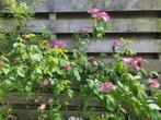 Onbekende roos/Rosa, zaailing, open bloemetjes ecologisch, Vaste plant, Halfschaduw, Lente, Ophalen