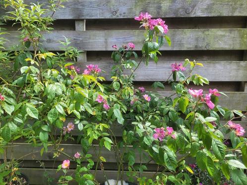 Onbekende roos/Rosa, zaailing, open bloemetjes ecologisch, Tuin en Terras, Planten | Tuinplanten, Vaste plant, Overige soorten