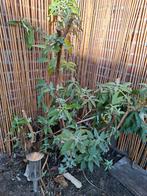 Vlinder struik 3 kleuren, Volle zon, Minder dan 100 cm, Zomer, Overige soorten