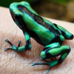 Dendrobates auratus 'Bahia Solano', Colombia, Dieren en Toebehoren, Amfibie, 0 tot 2 jaar