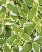 Munt 'Ananasmunt' - Mentha suaveolens 'Pinedo', Ophalen, Zomer, Kruiden, Volle zon