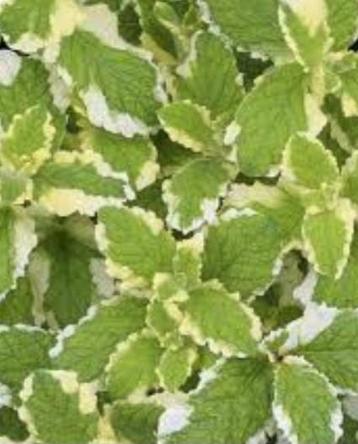 Munt 'Ananasmunt' - Mentha suaveolens 'Pinedo'

 beschikbaar voor biedingen